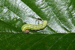 Lithophane furcifera
