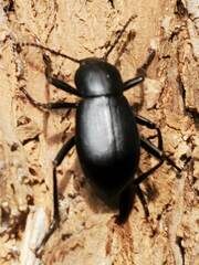 Tenebrionidae