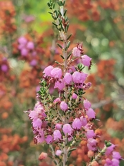 Erica manipuliflora