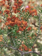 Erica manipuliflora