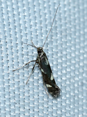 Calybites phasianipennella