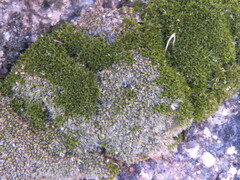 Jaffueliobryum wrightii