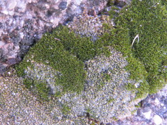Jaffueliobryum wrightii