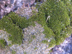 Jaffueliobryum wrightii
