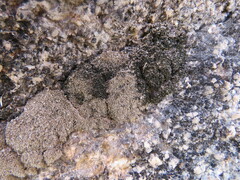 Jaffueliobryum wrightii