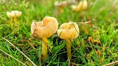 Hygrocybe ceracea