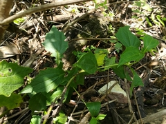 Rumfordia exauriculata