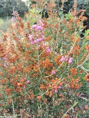 Erica manipuliflora