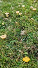 Hygrocybe ceracea