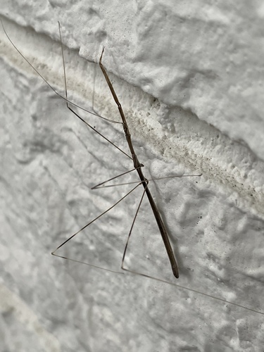 Emesaya brevipennis photo 3