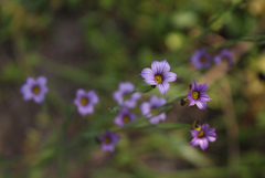Sisyrinchium platense