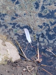 Streptopelia decaocto