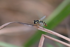 Ischiodon scutellaris