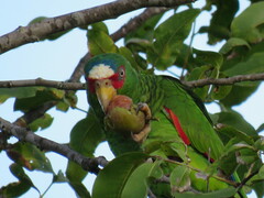 Amazona albifrons