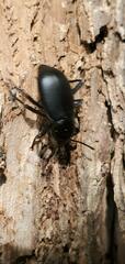 Tenebrionidae