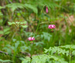 Lilium martagon pilosiusculum