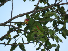 Amazona albifrons