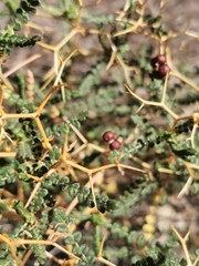 Sarcopoterium spinosum