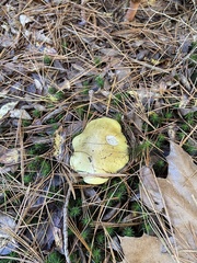 Tricholoma equestre