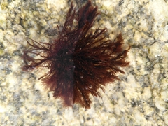 Rhodophyta