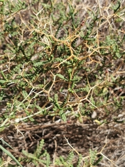 Sarcopoterium spinosum