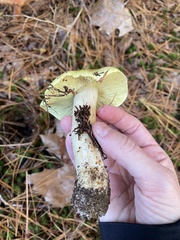Tricholoma equestre