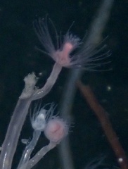 Tubulariidae