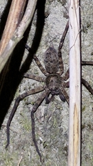 Heteropoda venatoria