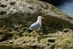 Larus