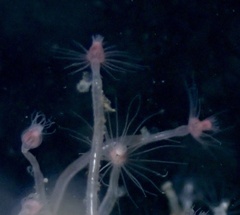 Tubulariidae