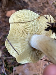 Tricholoma equestre