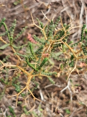 Sarcopoterium spinosum