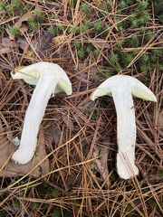 Tricholoma equestre