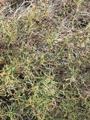 Sarcopoterium spinosum