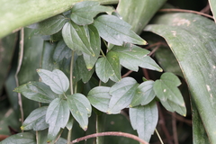 Clematis formosana