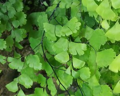 Adiantum capillus-veneris