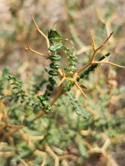 Sarcopoterium spinosum