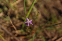 Triodanis