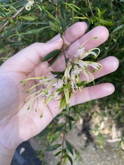 Grevillea linearifolia