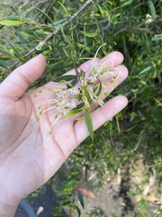 Grevillea linearifolia