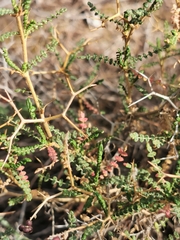 Sarcopoterium spinosum