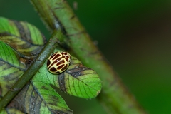 Dilatitibialis fuscomaculata