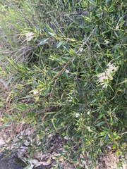 Grevillea linearifolia