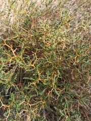 Sarcopoterium spinosum