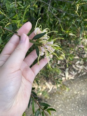 Grevillea linearifolia