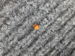 Harmonia axyridis