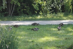 Anas platyrhynchos platyrhynchos