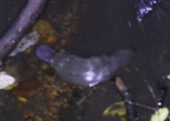 Ornithorhynchus anatinus