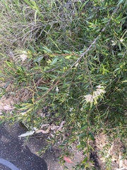 Grevillea linearifolia