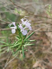 Salvia rosmarinus